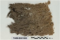 藏品(截葉泥炭苔)的圖片